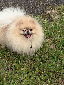 Pomeranian spitz paaritamiseks (3 foto / 4)