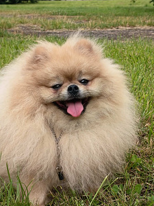 Pomeranian spitz paaritamiseks (2 foto / 4)
