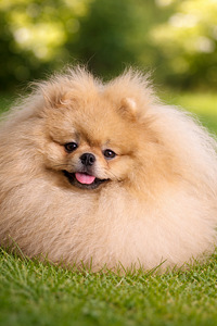 Pomeranian spitz paaritamiseks (1 foto / 4)