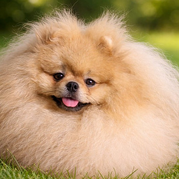Pomeranian spitz paaritamiseks