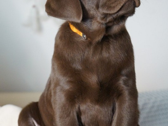 Super skaisti labradori