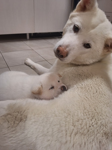 Brīnišķigi kucēni (5 foto no 6)