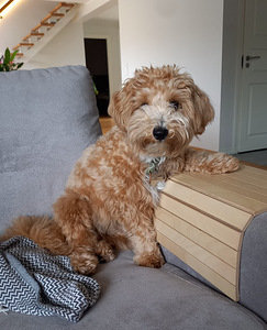 Maltipoo otsib pruuti (1 foto / 1)
