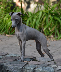 Levrete / Italian Sigthound puppy (1 foto no 1)