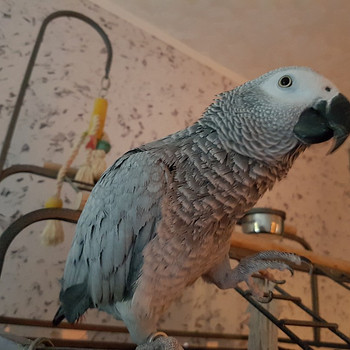 Жако девочка