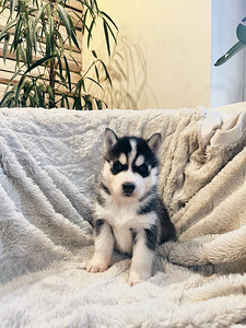 Husky Pennut (1 valokuva sivusta 10)