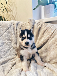 Husky Pennut (10 valokuva sivusta 10)