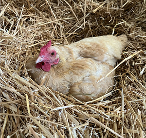 Põhk loomadele allapanuks,koer, kana, lammas (1 foto / 10)