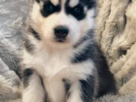 Etsinnässä siperianhusky hyvään kotiin