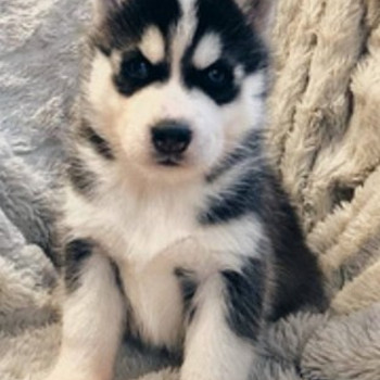 Etsinnässä siperianhusky hyvään kotiin