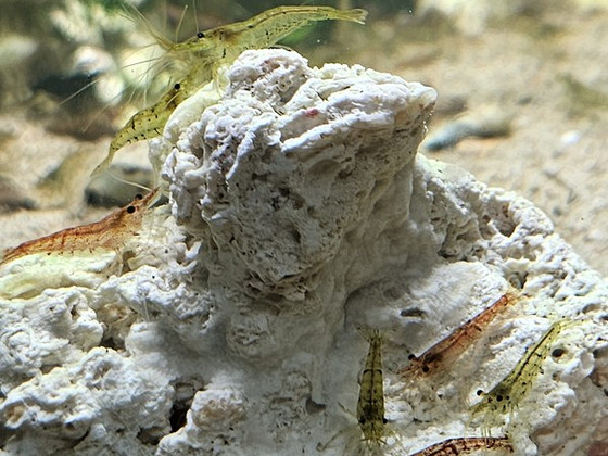 Креветка креветки Неокаридина Neocaridina