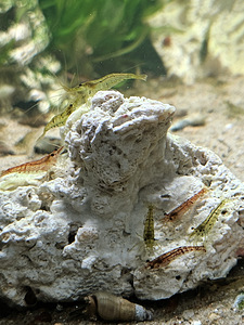 Krevetid Neokaridina (1 foto / 6)
