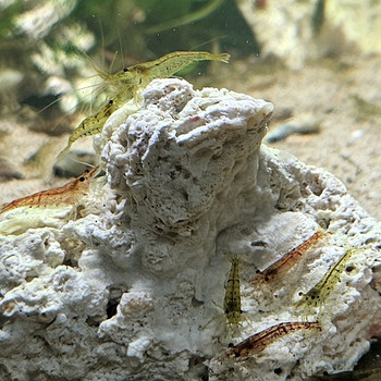 Креветка креветки Неокаридина Neocaridina