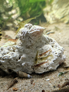 Krevetid Neokaridina (3 foto / 6)