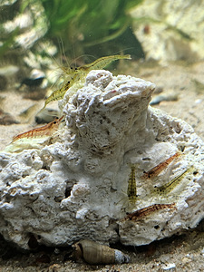 Krevetid Neokaridina (5 foto / 6)