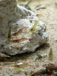 Krevetid Neokaridina (4 foto / 6)