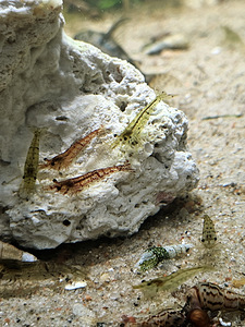 Krevetid Neokaridina (2 foto / 6)