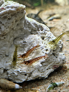 Krevetid Neokaridina (6 foto / 6)