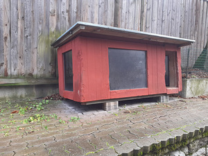 Koerakuut (4 foto / 4)