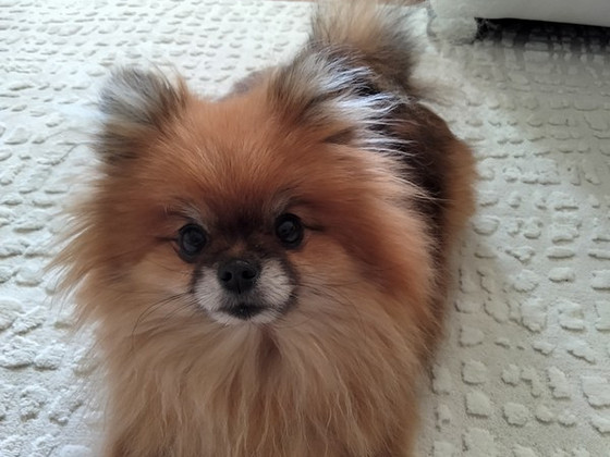 Etsimme perheeseemme Pomerania pentua