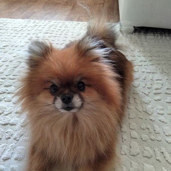 Etsimme perheeseemme Pomerania pentua