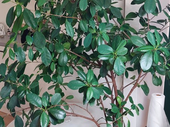 Ficus Moclame 155 cm