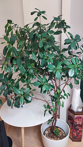 Ficus Moclame 155 cm (1 foto / 3)