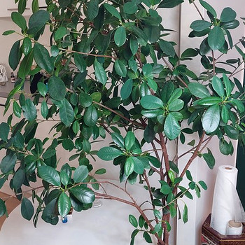 Ficus Moclame 155 cm