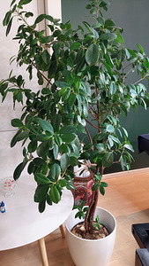 Ficus Moclame 155 cm (2 foto / 3)
