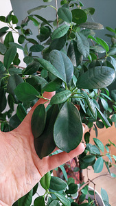 Ficus Moclame 155 cm (3 foto / 3)