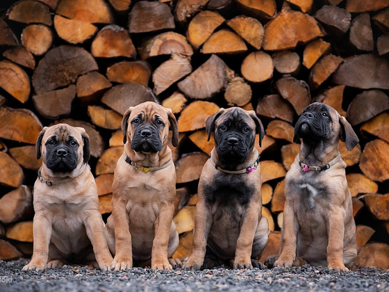 Bulmastiff puppies 3.5 months old