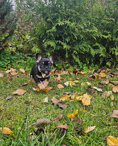 Franču buldogi (4 foto no 10)
