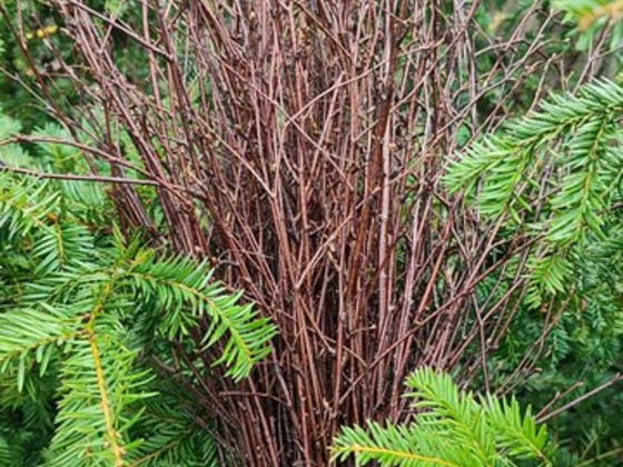 Naturaalne Kaseokstest luud
