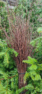 Naturaalne Kaseokstest luud (1 foto / 1)