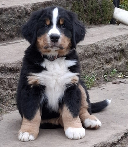 Pārdodas kucēni (2 foto no 7)