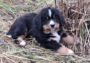 Pārdodas kucēni (3 foto no 7)
