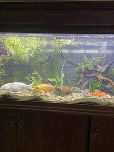 Akvaarium 325L (2 foto / 5)