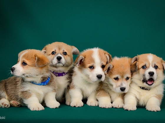 Welsh corgi pembroke