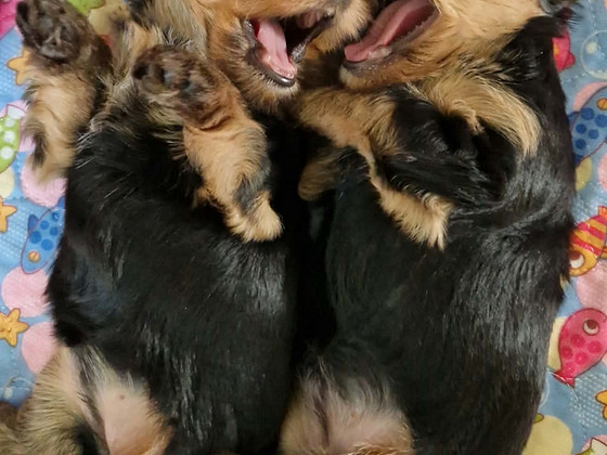 Yorkshire terrieri kutsikad