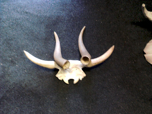 РОГА (1 фото из 5)