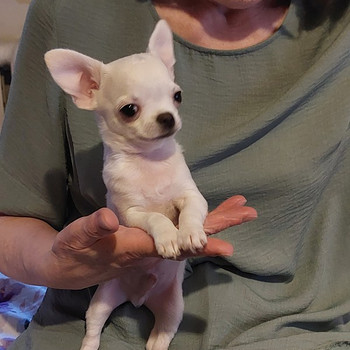 Chihuahua kutsikas.
