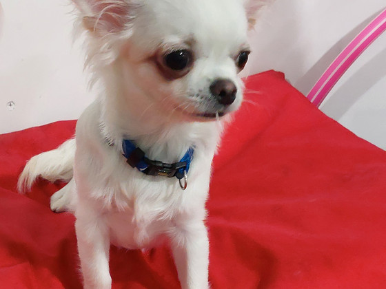 Chihuahua kutsikas.
