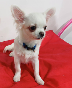 Chihuahua kutsikas. (1 foto / 3)