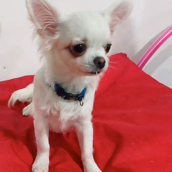 Chihuahua kutsikas.