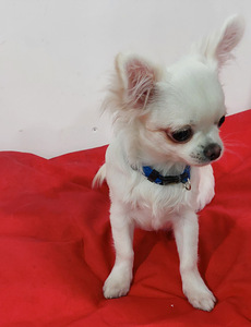 Chihuahua kutsikas. (2 foto / 3)