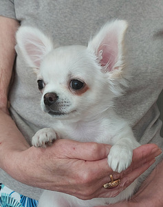 Chihuahua kutsikas. (3 foto / 3)