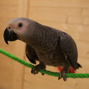 Hallpapagoi