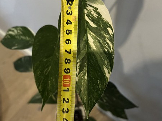 Epipremnum pinnatum White Variegated