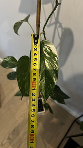Epipremnum pinnatum White Variegated (1 фото из 2)
