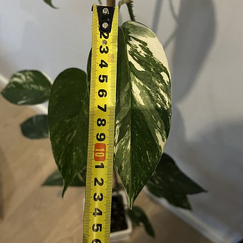 Epipremnum pinnatum White Variegated